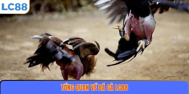 Tổng quan về đá gà LC88