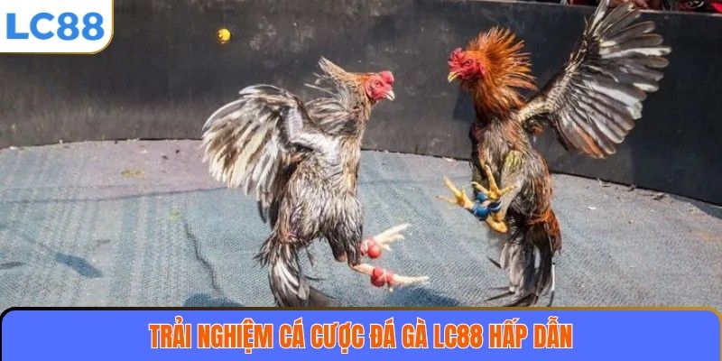 Trải nghiệm cá cược đá gà LC88 hấp dẫn
